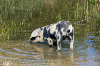 Turopolje-Schweine