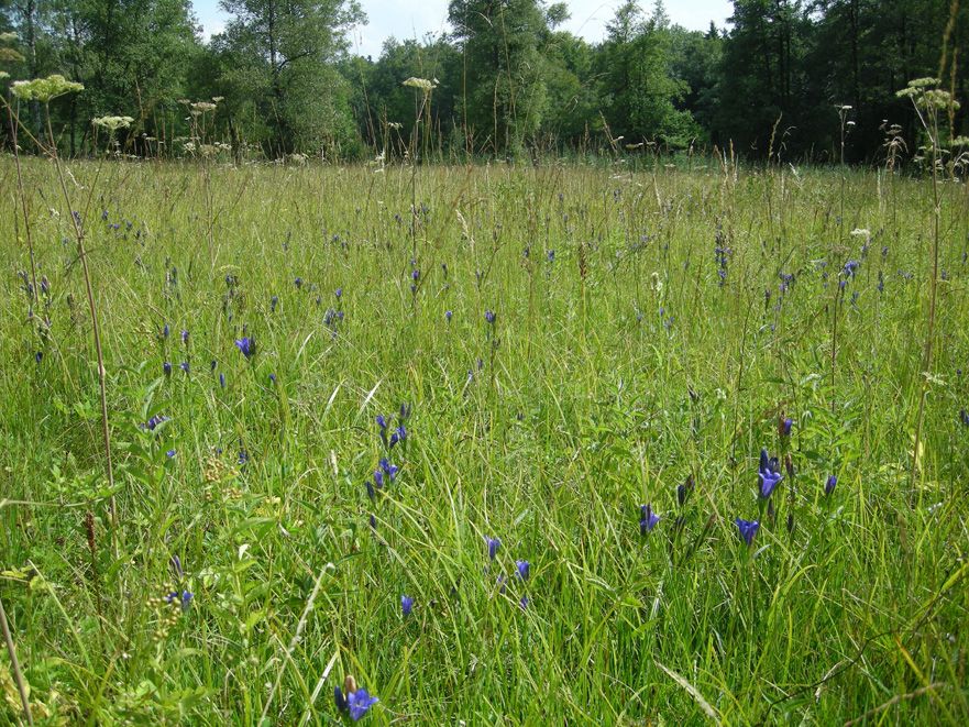 Kleiner Moorblauling am Pfannenstil