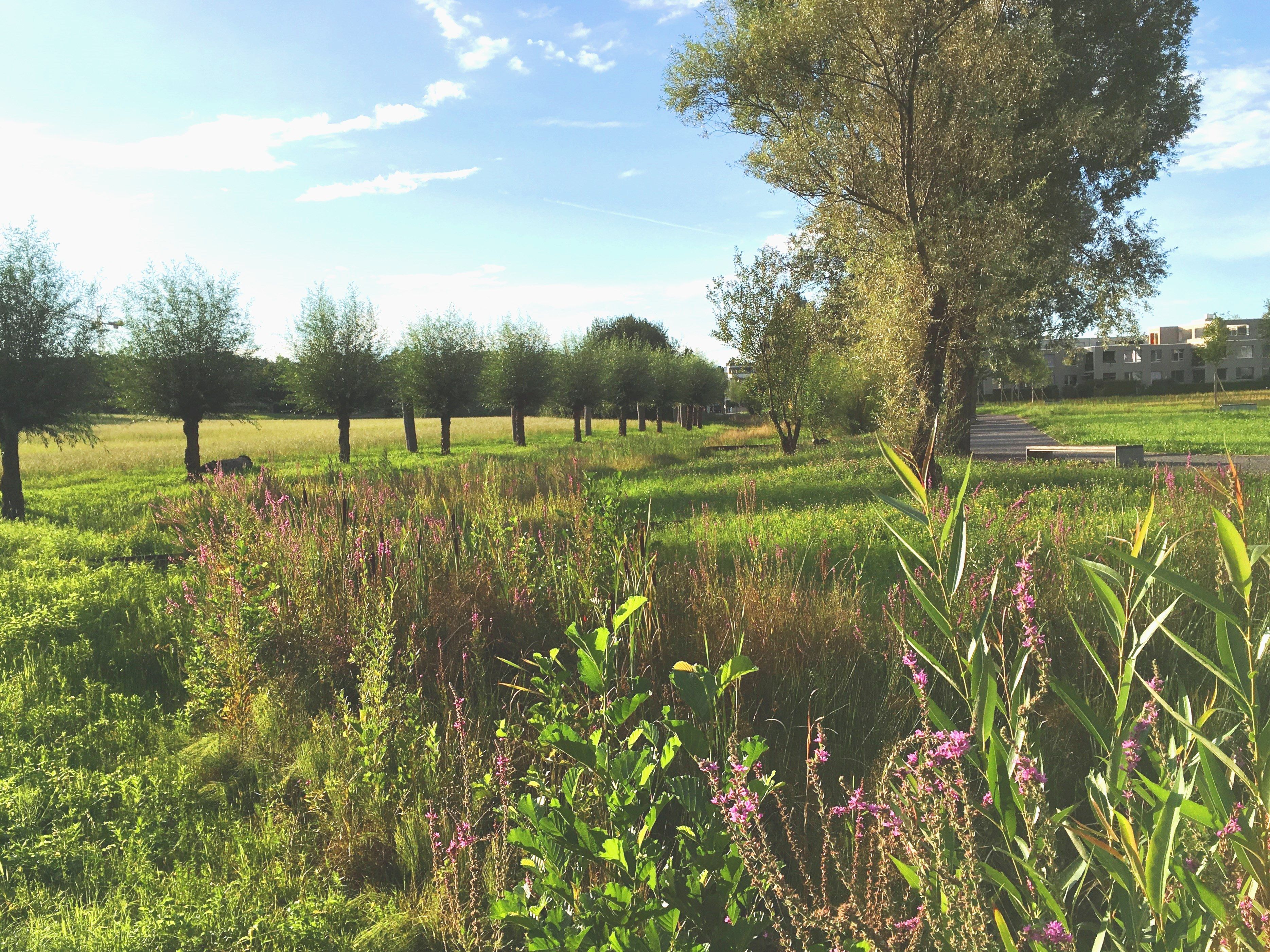 Biodiversitätskonzept Stadt Uster 