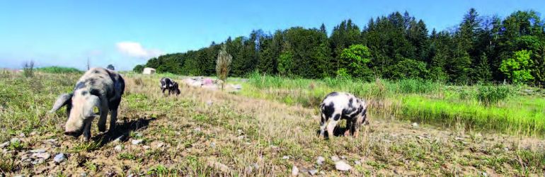 Turopolje-Schweine