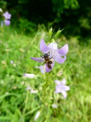 Wildbiene Allmend Stettbach